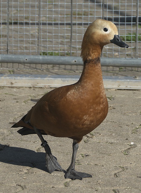 独行侠